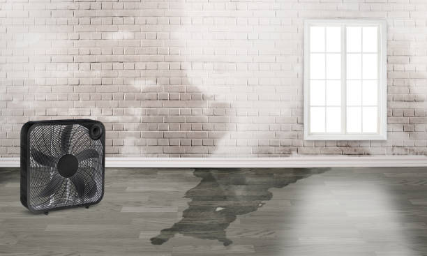 Best Local water damage restoration  in Granvle, IL